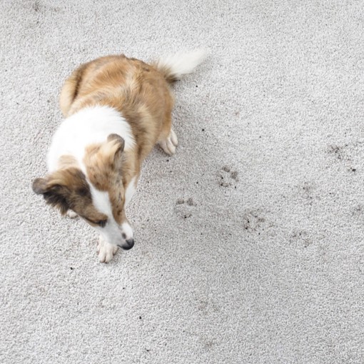 Dog on carpet with dirty paw prints | Floorco Premium
