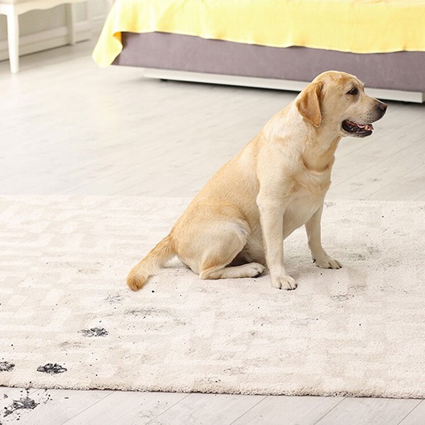 Dog with dirty paws on area rug | Floorco Premium